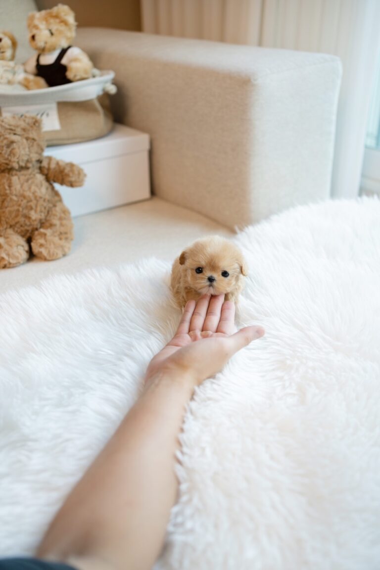 Maltipoo