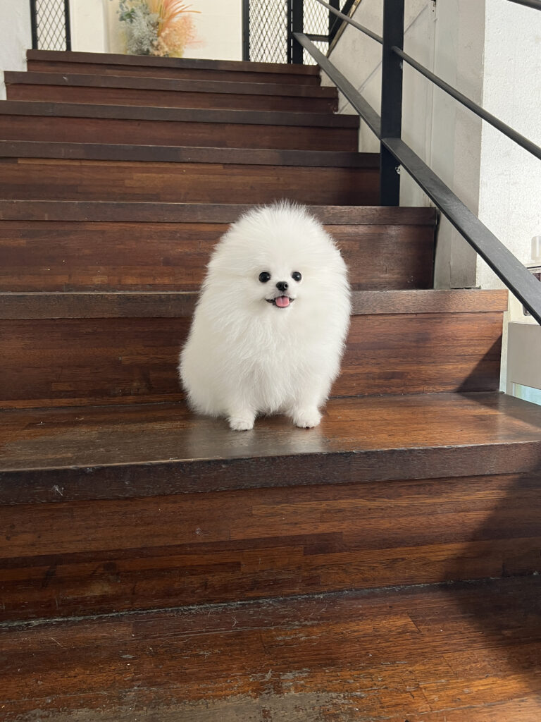 Pomeranian