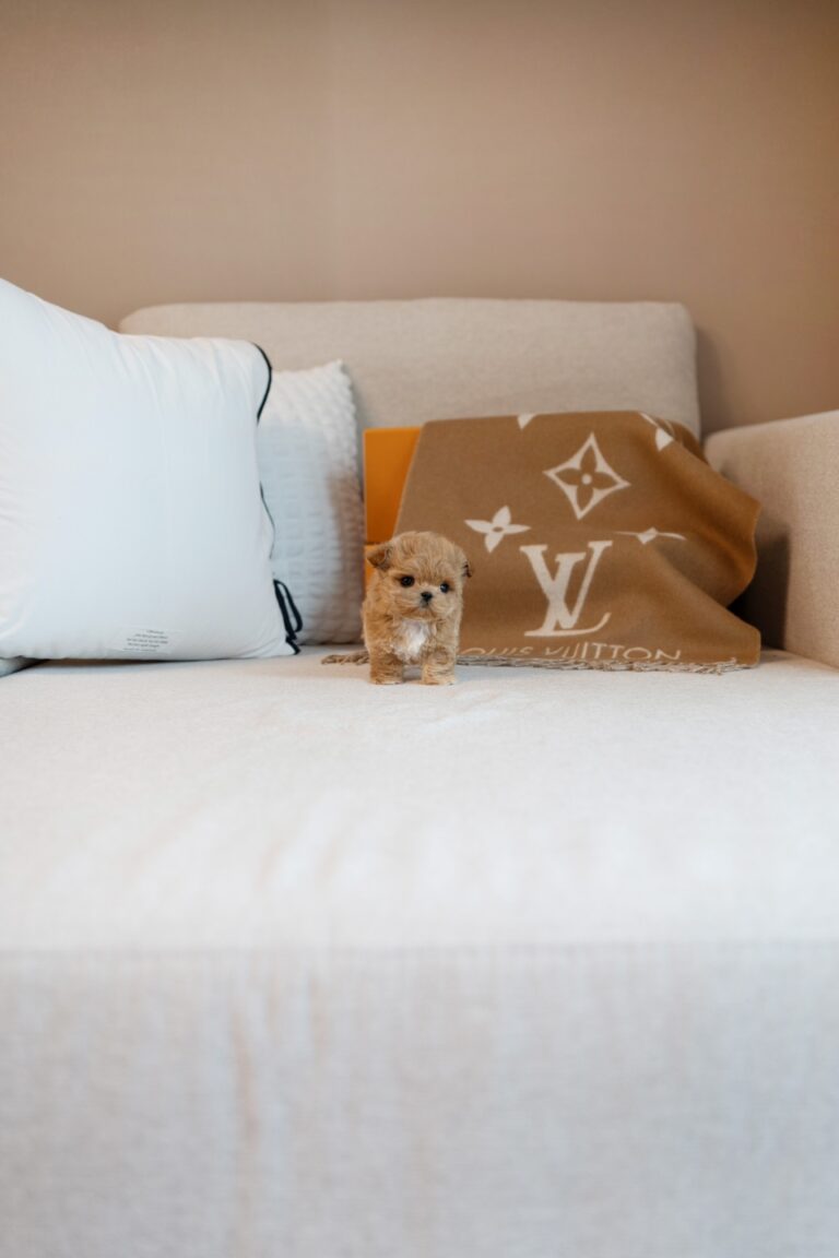 Maltipoo