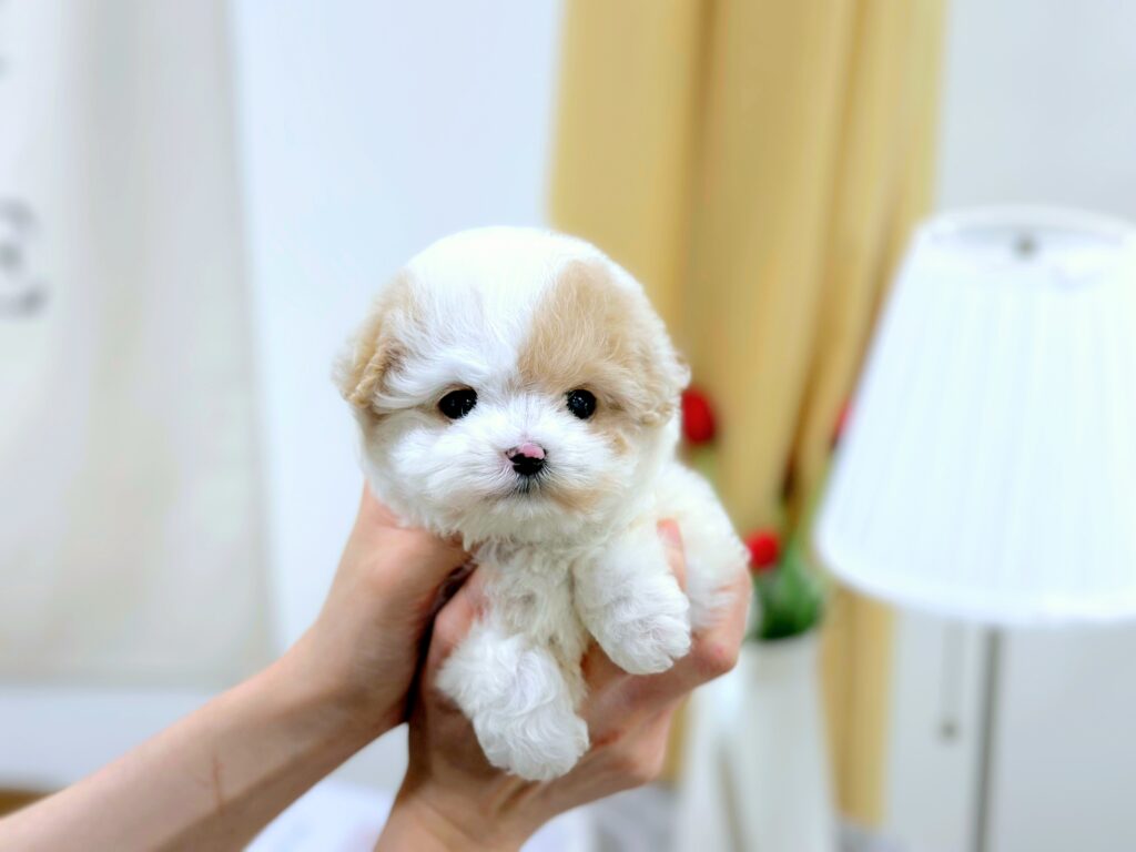 Maltipoo