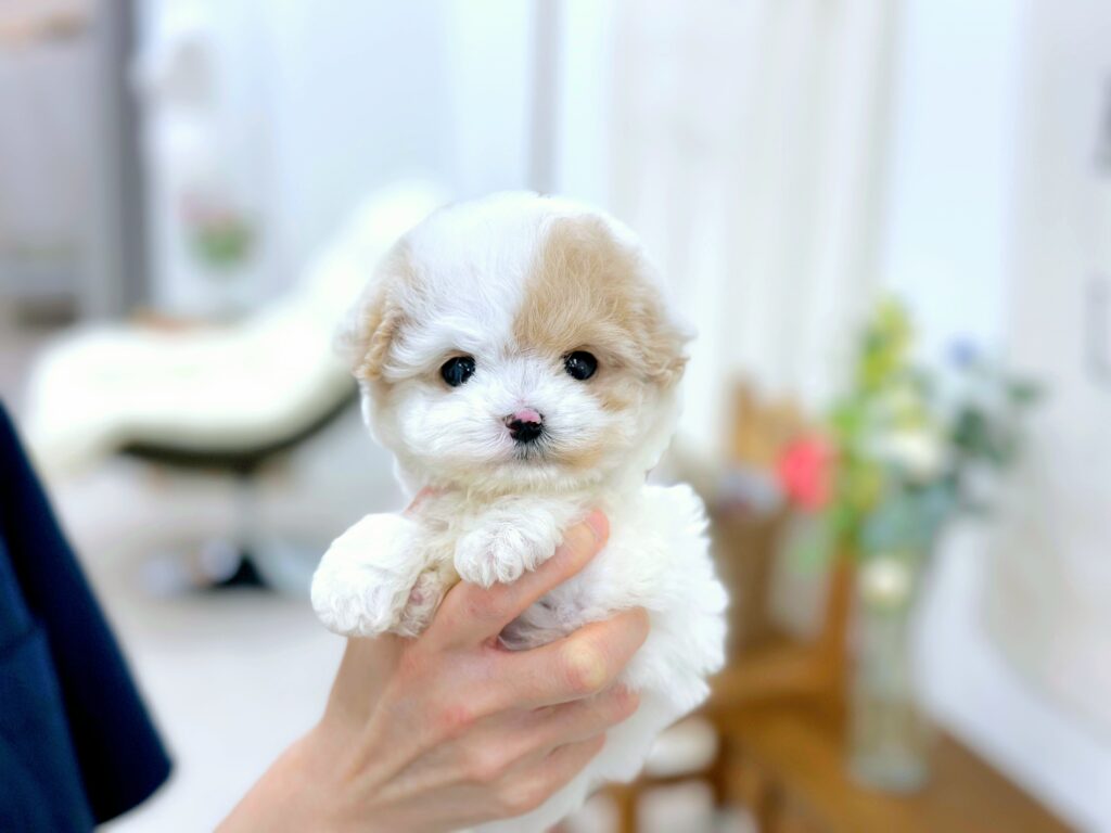 Maltipoo