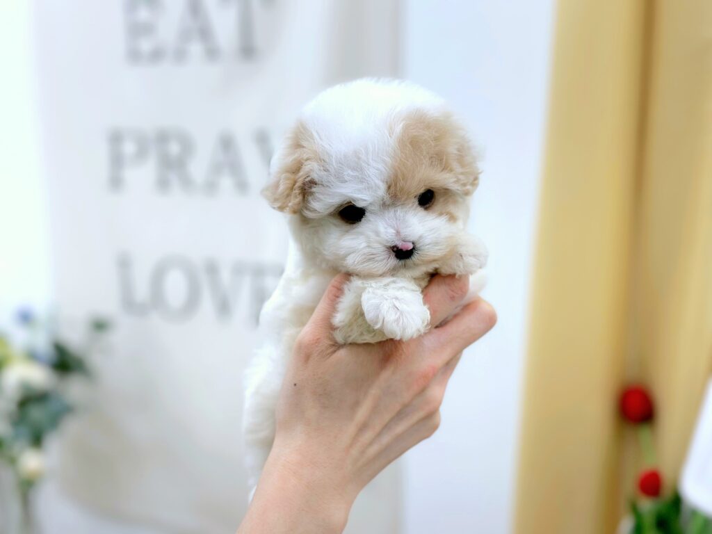 Maltipoo
