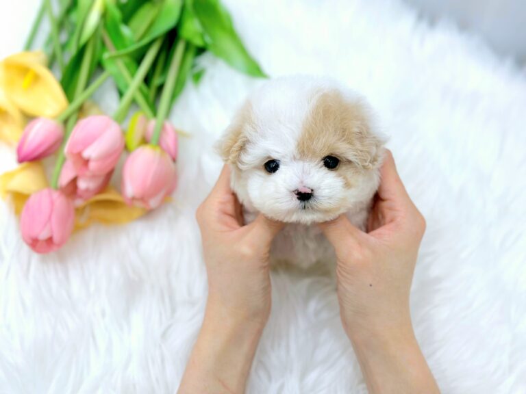 Maltipoo