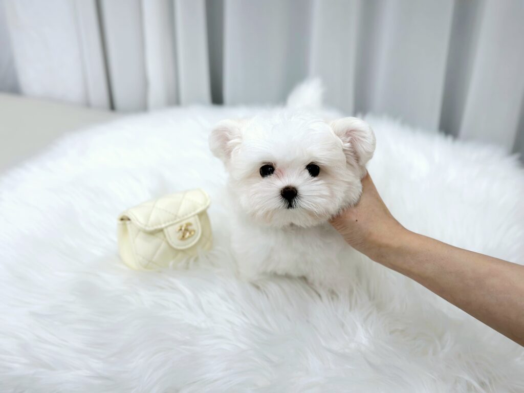 Maltipoo Tea Cup