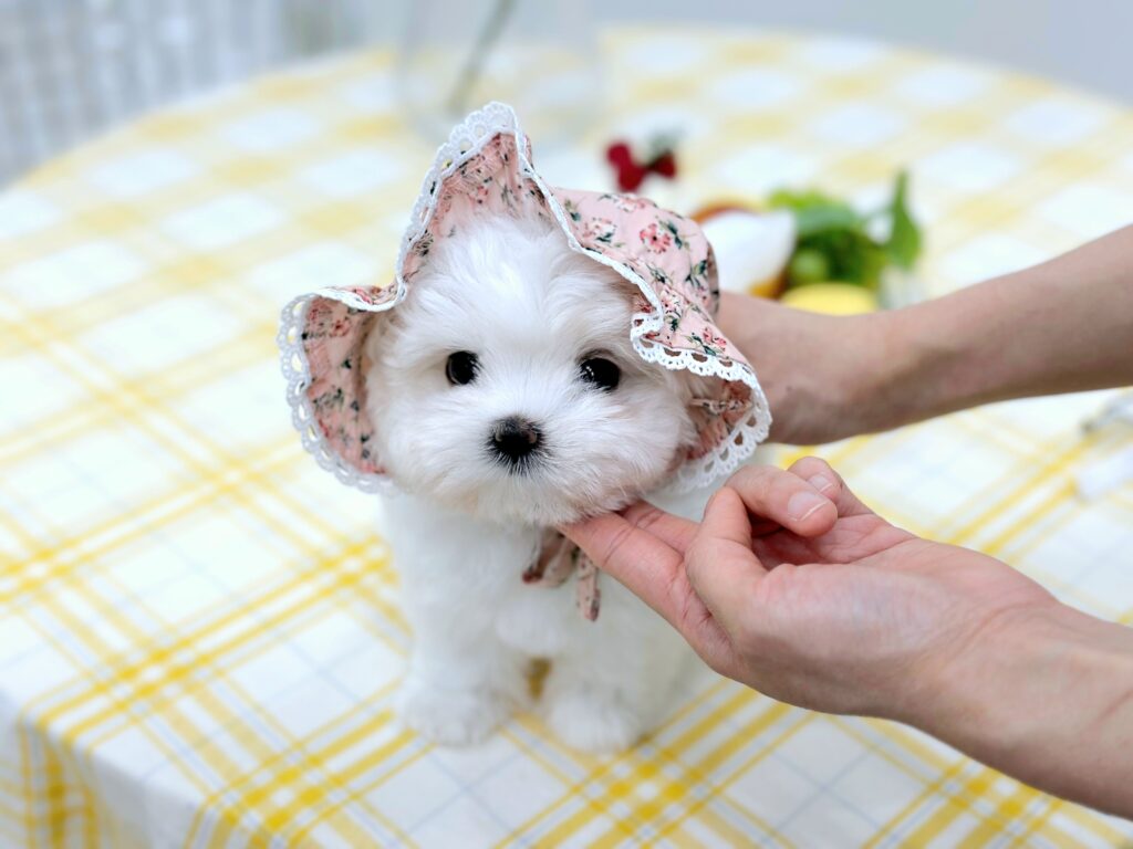 Maltipoo Tea Cup