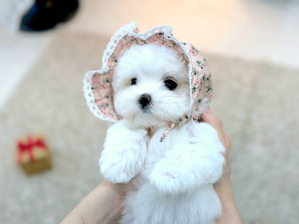 Maltipoo Tea Cup