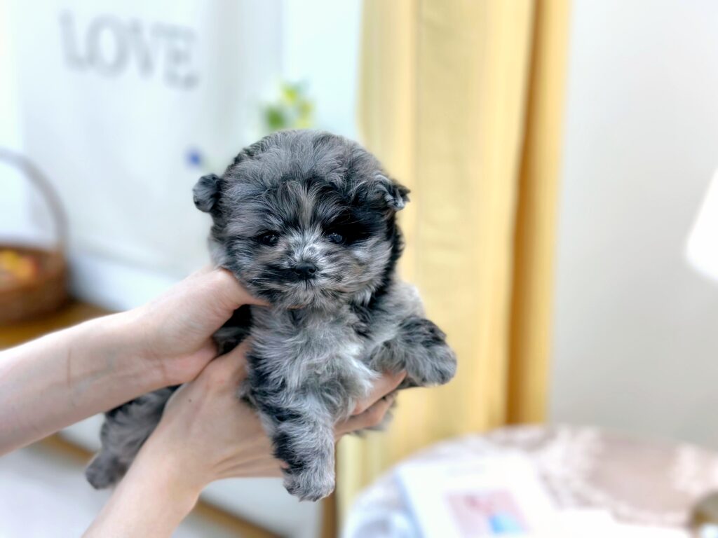 Maltipoo