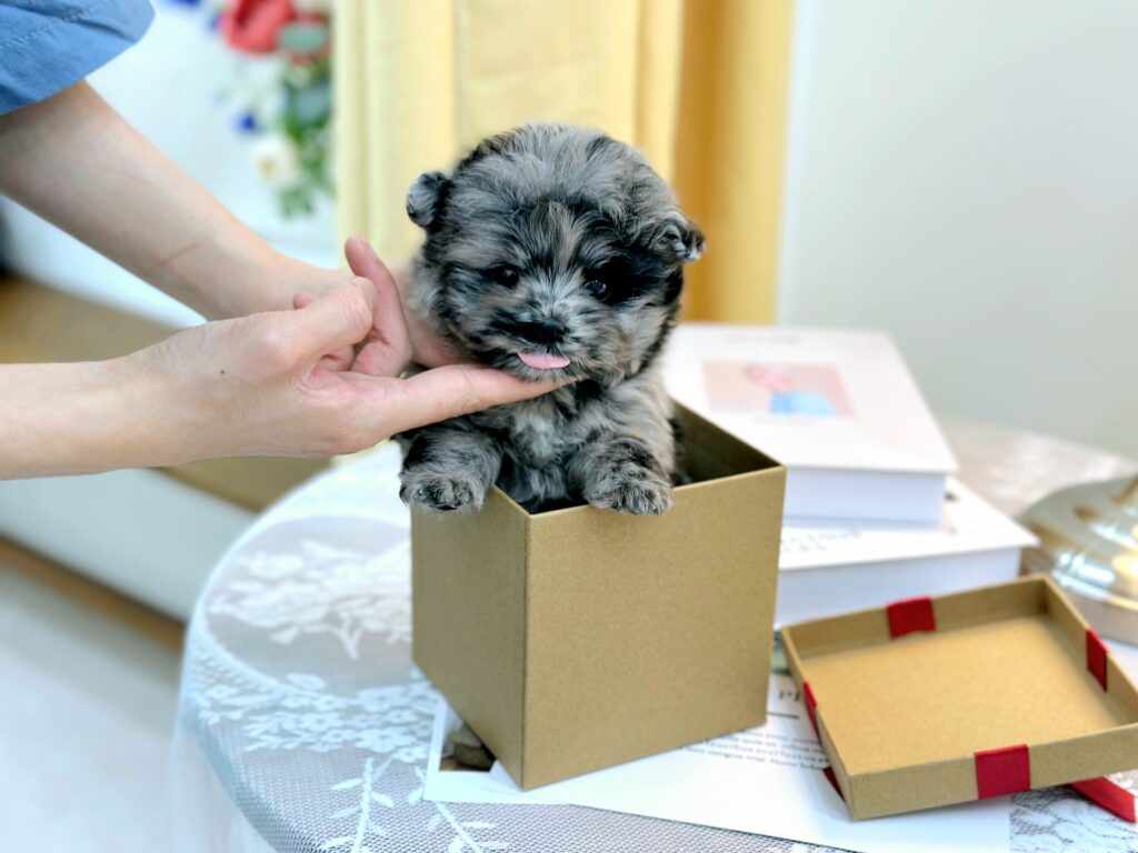 Maltipoo