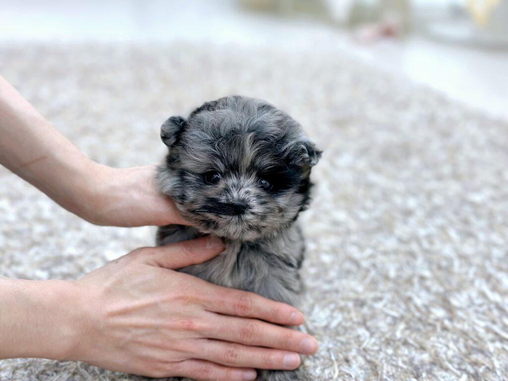 Maltipoo