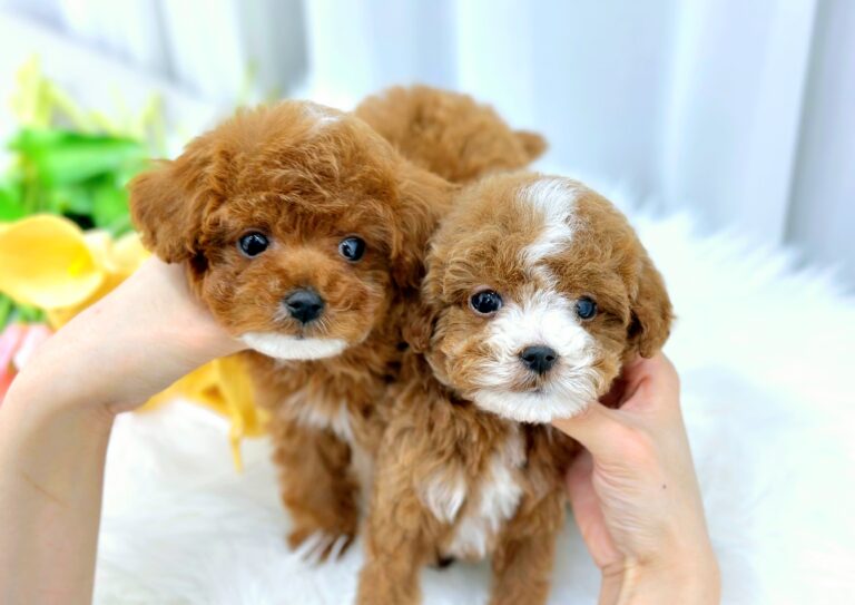 Maltipoo