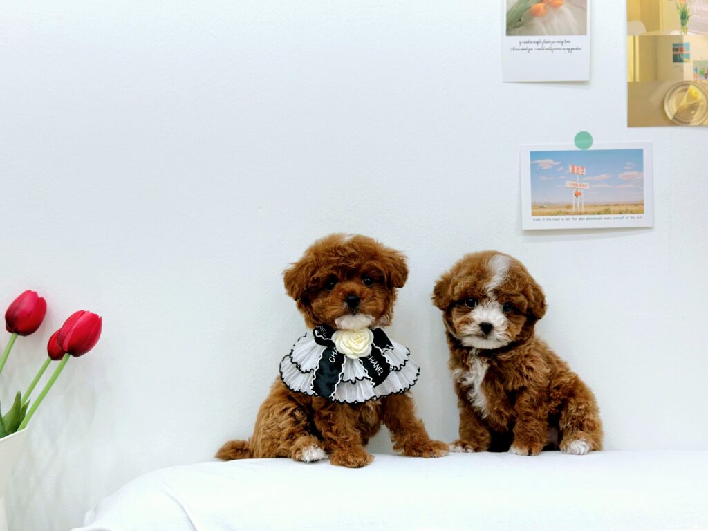 Maltipoo