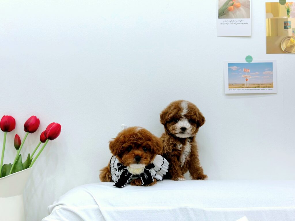 Maltipoo