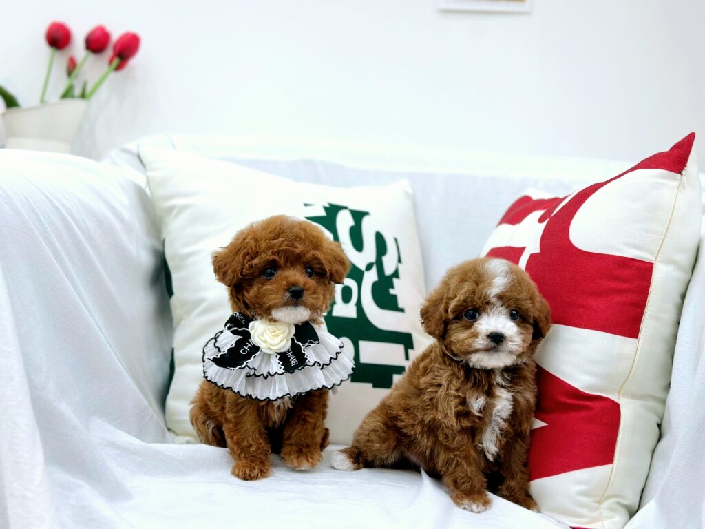 Maltipoo
