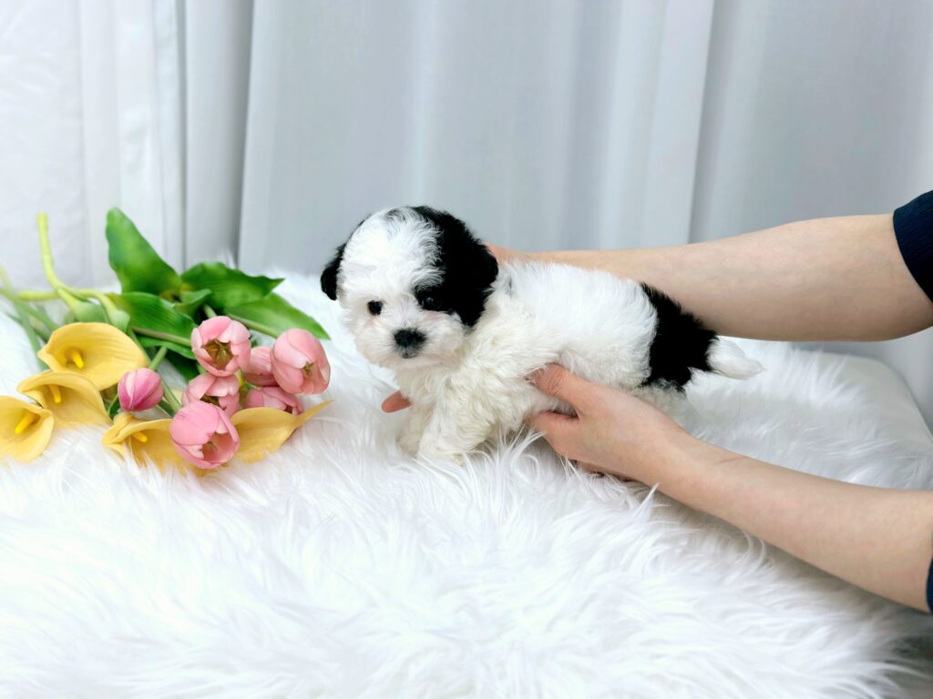 Bichon Frise