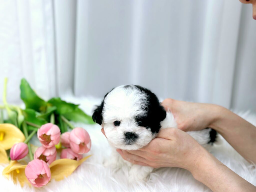 Bichon Frise