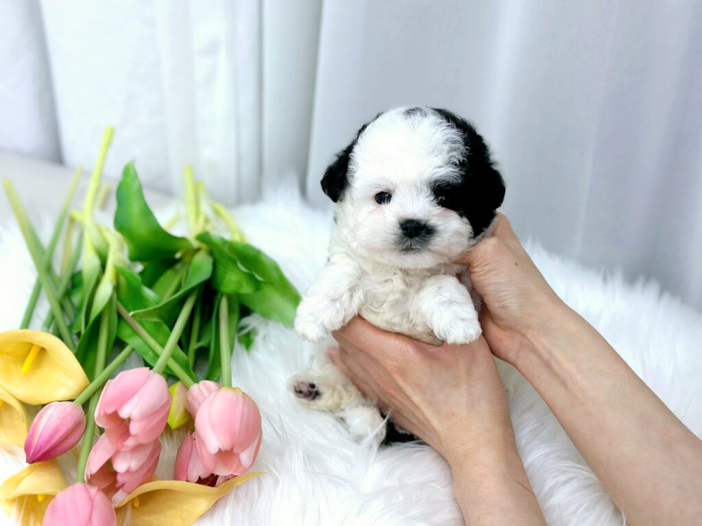 Bichon Frise