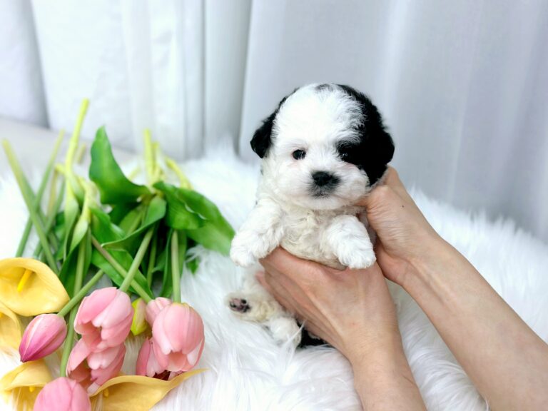 Bichon Frise