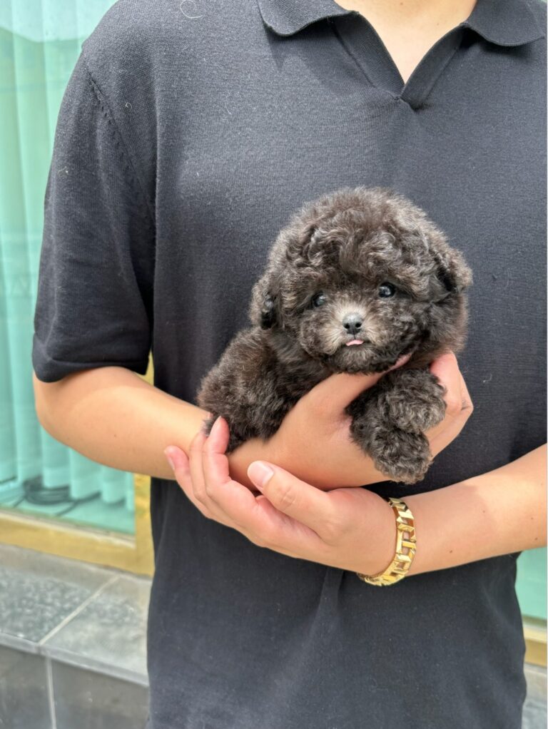 Poodle