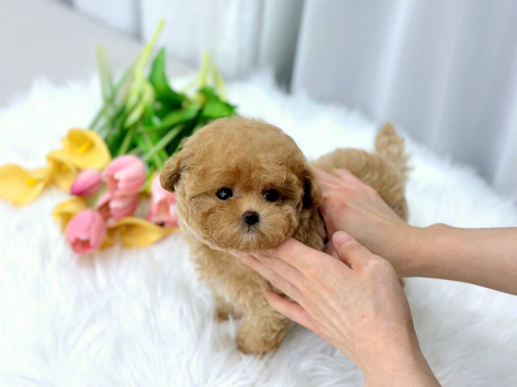 Maltipoo