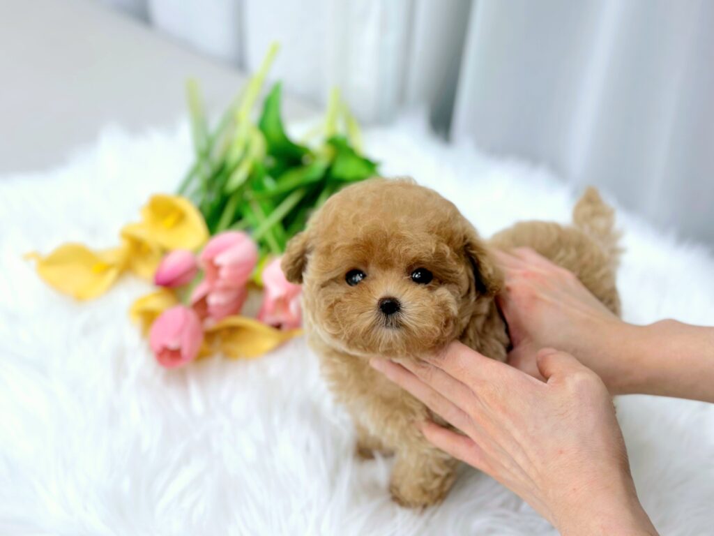 Maltipoo