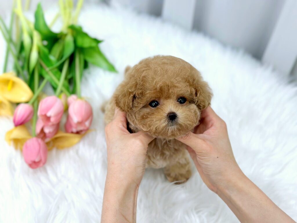 Maltipoo