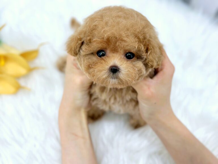 Maltipoo