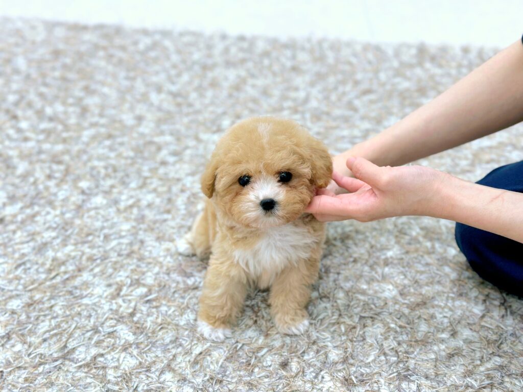 Maltipoo